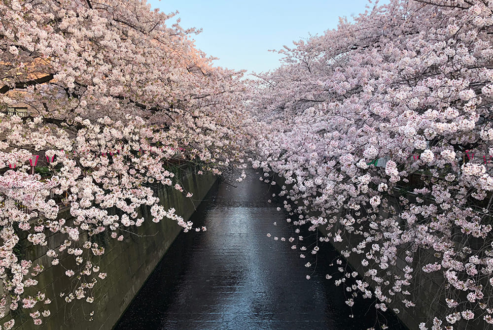 目黒川（桜）