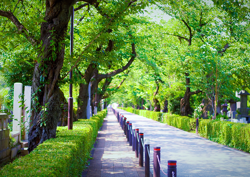 青山霊園